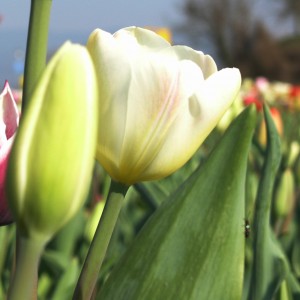 Tulpen Weiß 10 Zwiebeln